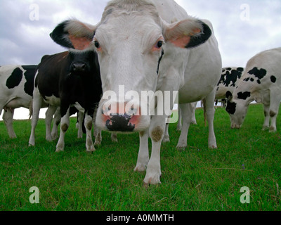 Vaches dans un pré curieux en poussant à l'appareil photo Canon d'une vache worms eye view Banque D'Images