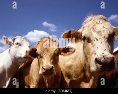 Les vaches curieuses couverte de mouches sur meadow poussant à l'appareil photo Banque D'Images