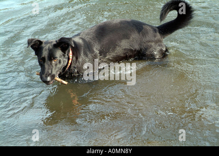 Chien labrador noir piscine hybride dans l'eau la récupération d'un stick Banque D'Images