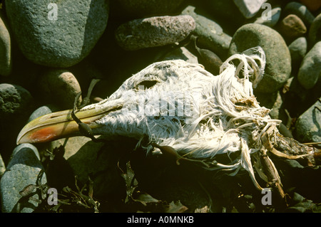 Cumbria Seascale chef d'oiseaux mouette morte sur la plage Banque D'Images