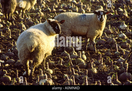 North Yorkshire Animaux Sheep Feeding dans champ de navets en hiver Banque D'Images
