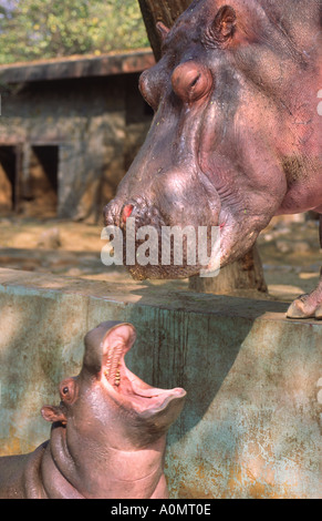 Mère et bébé hippopotame en piscine au Zoo de New Dehli en Inde Banque D'Images