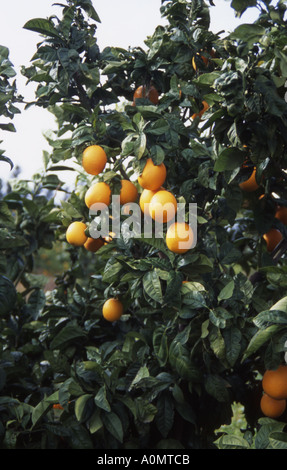 De plus en plus oranges sur l'arbre. Chypre Europe Banque D'Images