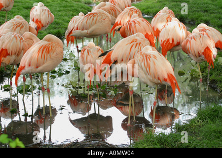FLAMINGO ; Ciconiiformes Phoenicopteridae Banque D'Images
