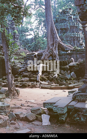 Les deux arbres de le maintenir en place et aide à la destruction de l'immeuble dans le complexe d'Angkor Wat au Cambodge Banque D'Images