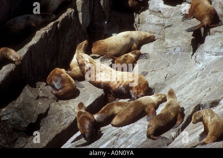 Otaries Eumetopias jubatus sur rookery Chiswell Islands Wildlife Refuge Maritime de l'Alaska Golfe de l'Alaska Banque D'Images