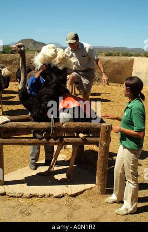 Circonscription de tourisme une autruche à Highgate farm Oudtshoorn dans la région du Karoo, Afrique du Sud RSA Banque D'Images