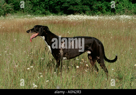 Chien lévrier noir debout dans Prairie Élie Bristow State Park Hill agréable Oregon USA PR 159 Banque D'Images