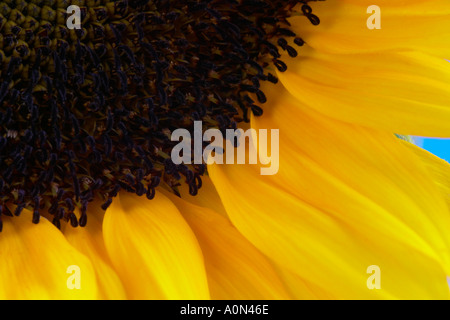 Close up Sunflower Banque D'Images
