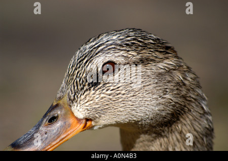 Canard colvert femelle close up Banque D'Images