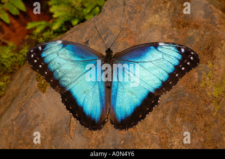 Blue Morpho Butterfly, Costa Rica, Amérique Centrale Banque D'Images