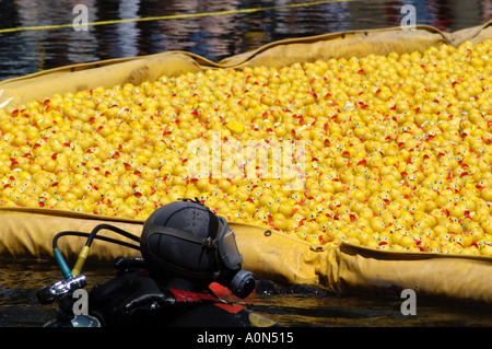 Frogman dans le canal Rideau durant la course de canards annuel Banque D'Images