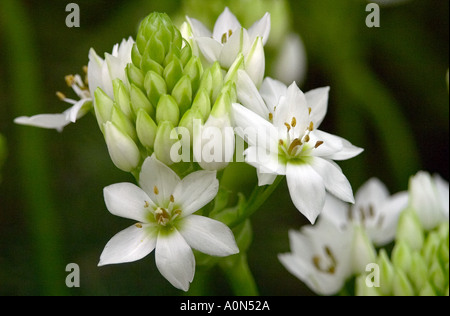 Sussex, Angleterre. Vue en gros de fleurs blanches d'Ornithogalum la variété d'une grande longévité Chincherinchee fleurir. Également connu sous le nom de Wonder fleur. Banque D'Images