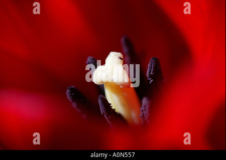 Sussex, Angleterre. Extreme close up de l'intérieur de tulipe rouge montrant le pistolet jaune et des anthères (variété inconnue). Banque D'Images