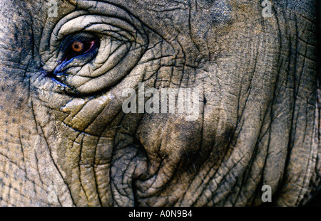 Close up of African elephant's eye Banque D'Images