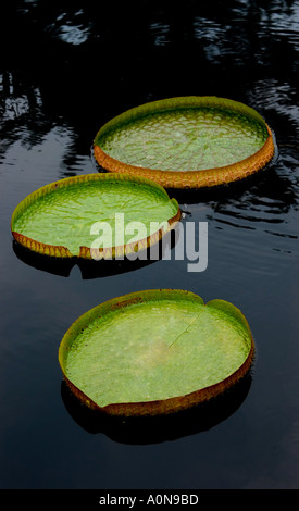 Plateau Royal de nénuphars sur l'étang sombre Banque D'Images