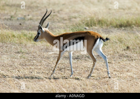 La gazelle de Thomson, Gazella thomsoni, sur la réserve de Masai Mara, Kenya, Afrique de l'Est. Banque D'Images