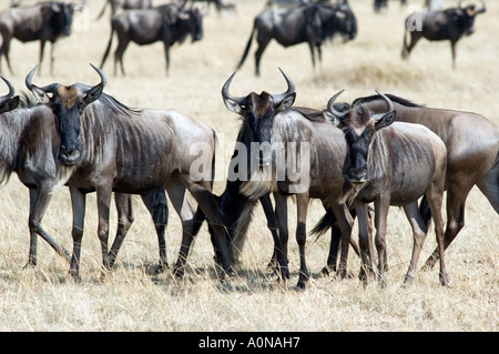 Les gnous, Connochaetes taurinus, broutent sur le Masai Mara, Kenya, Afrique de l'Est. Banque D'Images