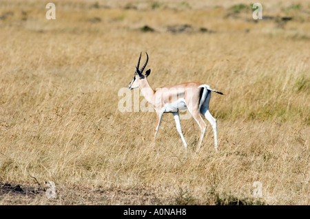 La gazelle de Thomson, Gazella thomsoni, sur la réserve de Masai Mara, Kenya, Afrique de l'Est. Banque D'Images