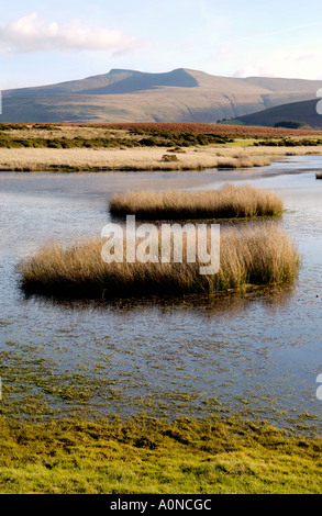 Voir plus de Mynydd commun Illtyd près de Brecon Powys Pays de Galles UK à Pen Y Fan et à du maïs Banque D'Images