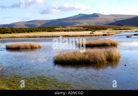 Voir plus de Mynydd commun Illtyd près de Brecon Powys Pays de Galles UK à Pen Y Fan et à du maïs Banque D'Images