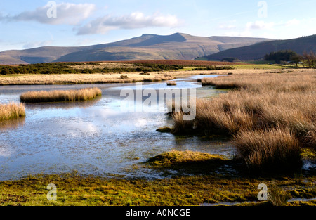 Voir plus de Mynydd commun Illtyd près de Brecon Powys Pays de Galles UK à Pen Y Fan et à du maïs Banque D'Images