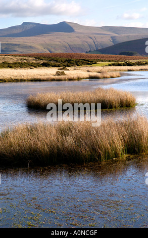 Voir plus de Mynydd commun Illtyd près de Brecon Powys Pays de Galles UK à Pen Y Fan et à du maïs Banque D'Images