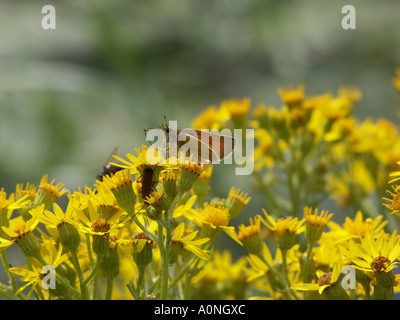 Petit patron papillon sur Ragwort 4 Banque D'Images