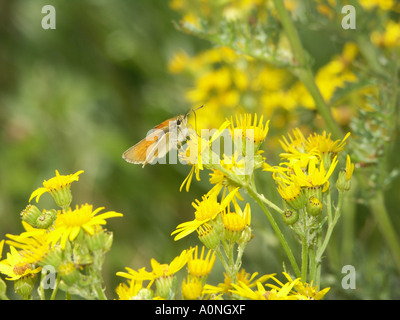 Petit patron papillon sur Ragwort 4 Banque D'Images