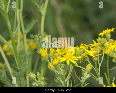 Petit patron papillon sur Ragwort 4 Banque D'Images