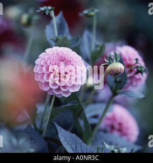 Dahlia Wootton Cupidon Banque D'Images