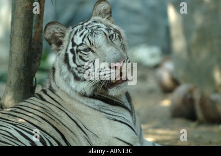Tigre blanc tigre du Bengale Banque D'Images