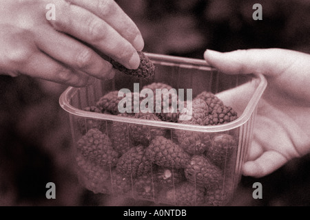 Personne tenant une corbeille de fruits avec des fruits dans la main et en la plaçant en pleine punet de framboises