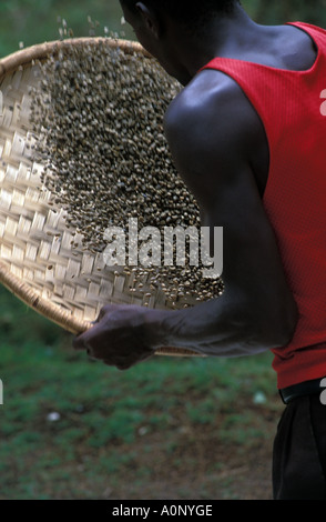 Un homme de Kagera en utilisant une technique pour séparer les peaux de les grains de café Banque D'Images