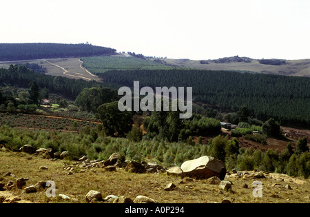 Les plantations forestières dans les collines au sud de la capitale Mbabane, Swaziland, Afrique du sud de Banque D'Images