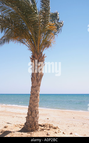 Un palmier sur la plage de Hammam Faraon Pharaon s Hot Springs la Mer Rouge Sinaï Égypte Occidentale Banque D'Images