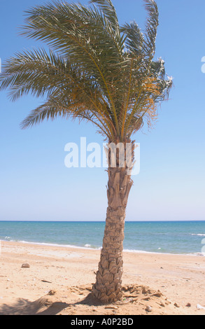 Un palmier sur la plage de Hammam Faraon Pharaon s Hot Springs la Mer Rouge Sinaï Égypte Occidentale Banque D'Images