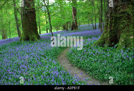 Chemin à travers bluebell wood en Angleterre. La saison du printemps printemps Avril Banque D'Images