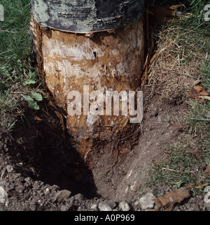 Le miel champignon Armillaria mellea rhizomorphes sur les tronc d'un cerisier d'ornement malades Banque D'Images