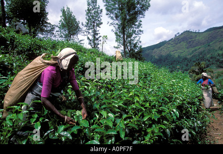 Les femmes travaillant à la récolte du thé en haute altitude Ella plantation Sri Lanka Banque D'Images