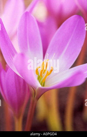 Colchicum autumnale colchique d'automne ou close up England UK Banque D'Images