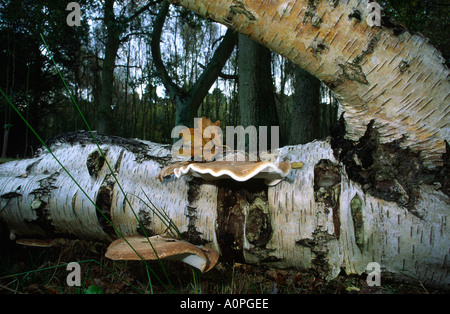 Piptoporus betulinus polypore du bouleau Banque D'Images