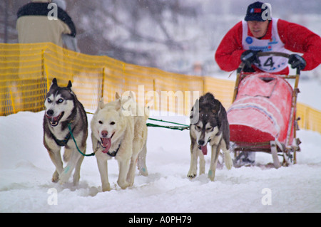 Course Husky dogsledge Nizke Tatry en concours national park, Slovaquie, trois chiens tirant Banque D'Images