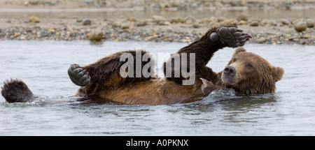 Ursos arctos Grizzly Creek dans la région côtière de l'Alaska Katmai USA Août Banque D'Images