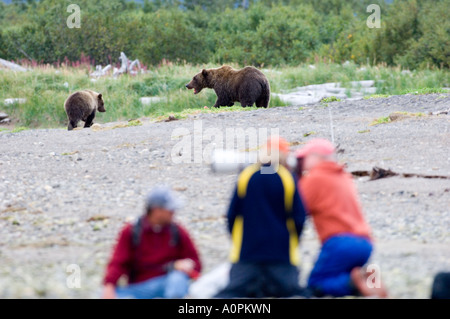 Les touristes photographiant Ursos arctos Grizzly Creek dans la région côtière de l'Alaska Katmai USA Août Banque D'Images