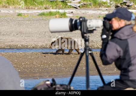 Photographie Photographe Ursos arctos Grizzly Creek dans la région côtière de l'Alaska Katmai USA Août Banque D'Images