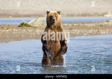 Ursos arctos Grizzly Creek dans la région côtière de l'Alaska Katmai USA Août Banque D'Images