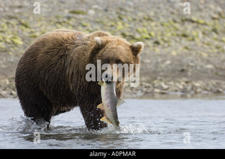 Ursos arctos Grizzly Creek dans la région côtière de l'Alaska Katmai USA Août Banque D'Images