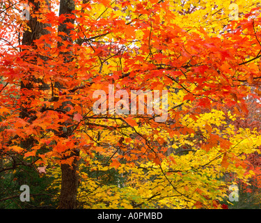 Les érables à l'automne le long de Roaring Fork Parc national des Great Smoky Mountains Appalaches Oregon Banque D'Images