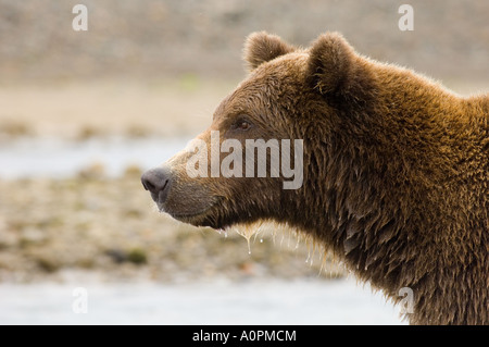 Ursos arctos Grizzly Creek dans la région côtière de l'Alaska Katmai USA Août Banque D'Images